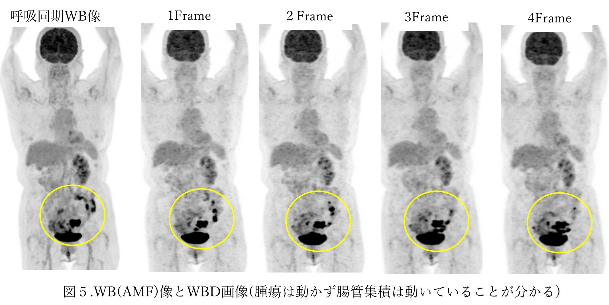 読書時間　PET 六分の一男子図鑑 ボタニカル エイト PS | 六分の一男子図鑑